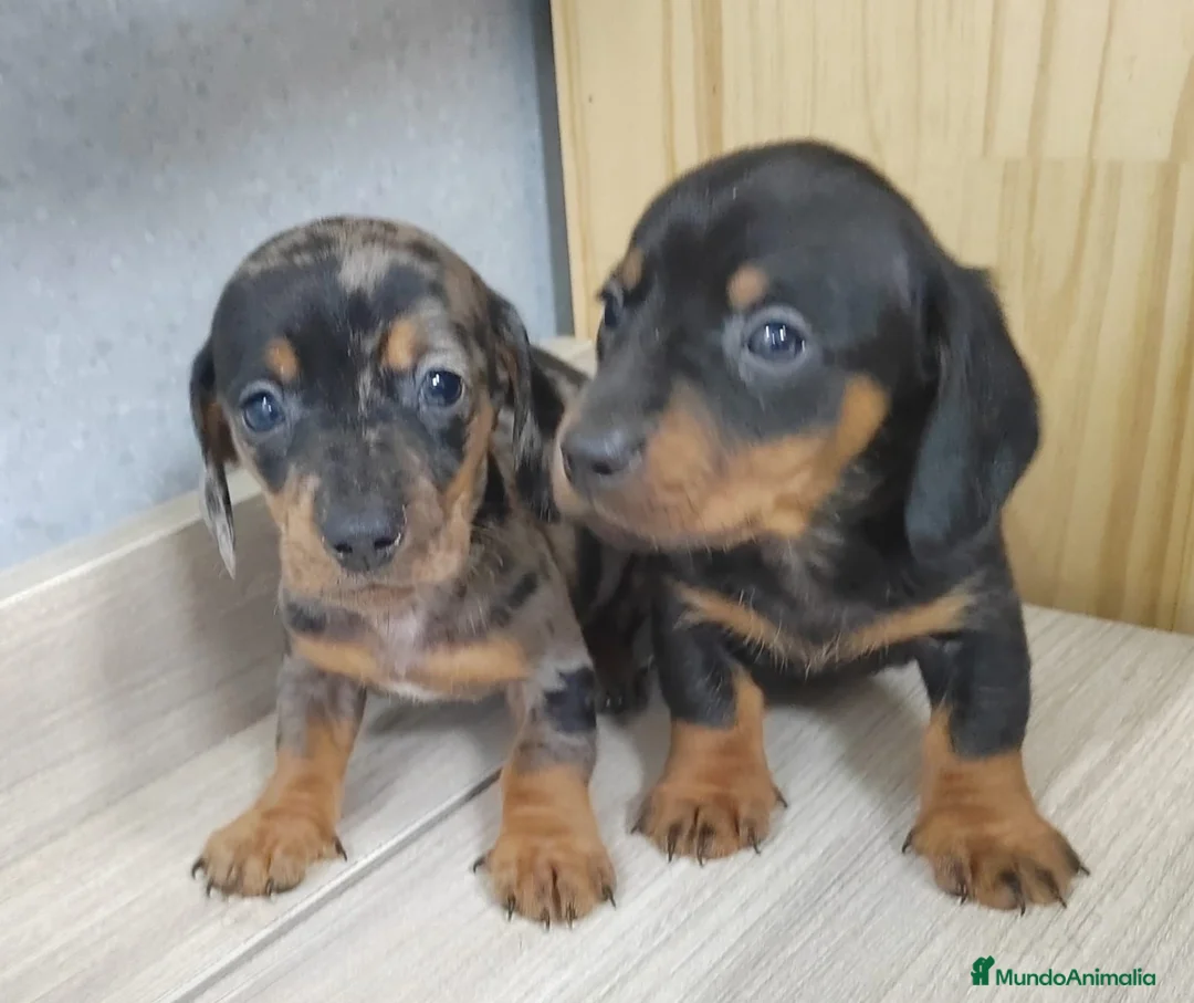 Teckel Miniatura perros en venta: Camada de Teckel Arlequin Miniatura - Anuncio 2