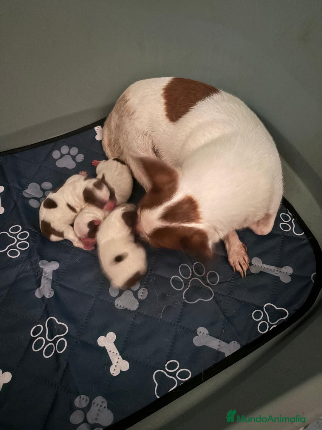 Chihuahua perros en venta: Chihuahua linea rusa - Imagen 4