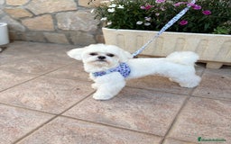 Bichón Maltés perros en venta: Bichon maltés líneas americanas y coreanas!! - Anuncio 7