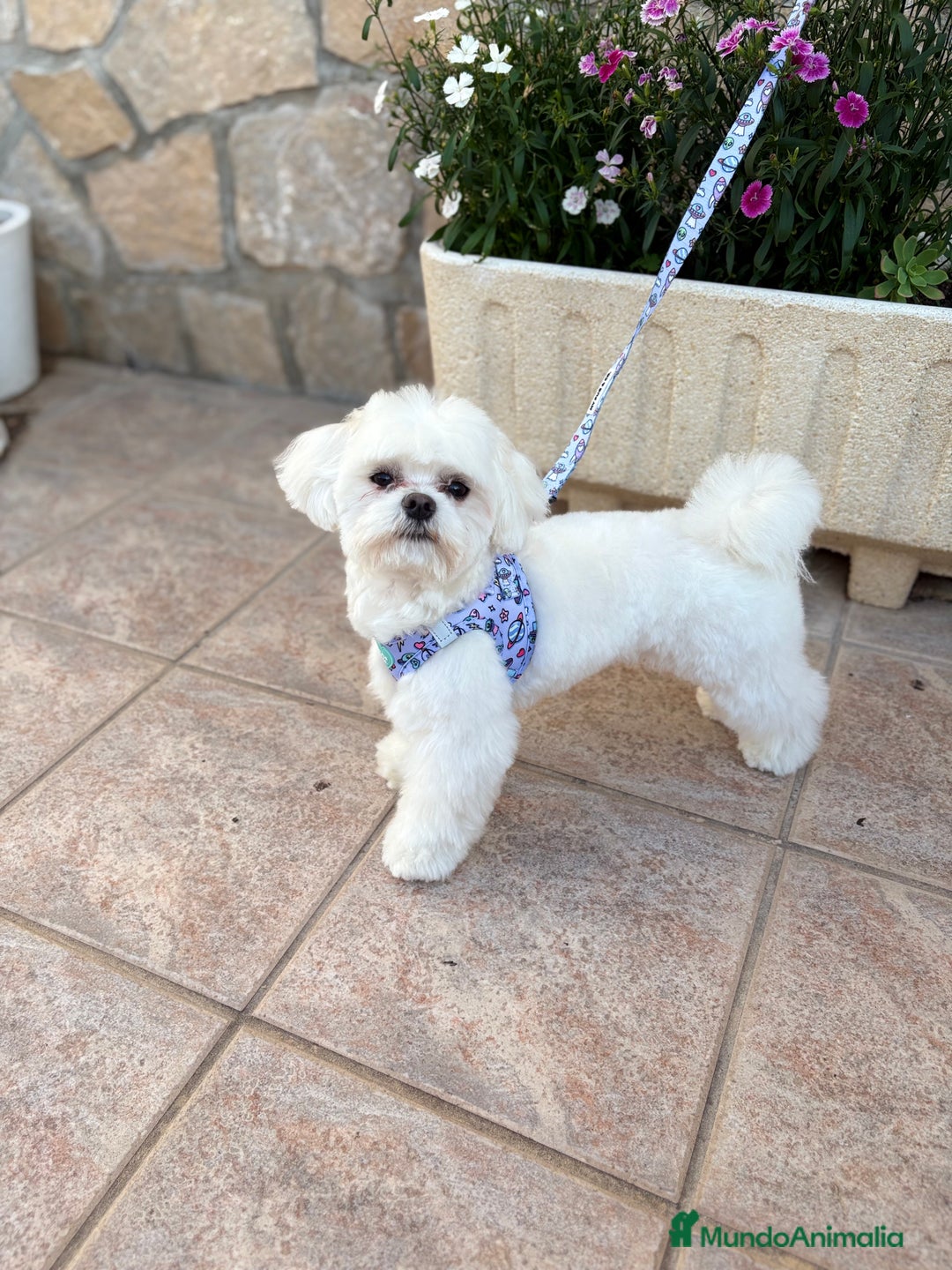 Bichón Maltés perros en venta: Bichon maltés líneas americanas y coreanas!! - Anuncio 7