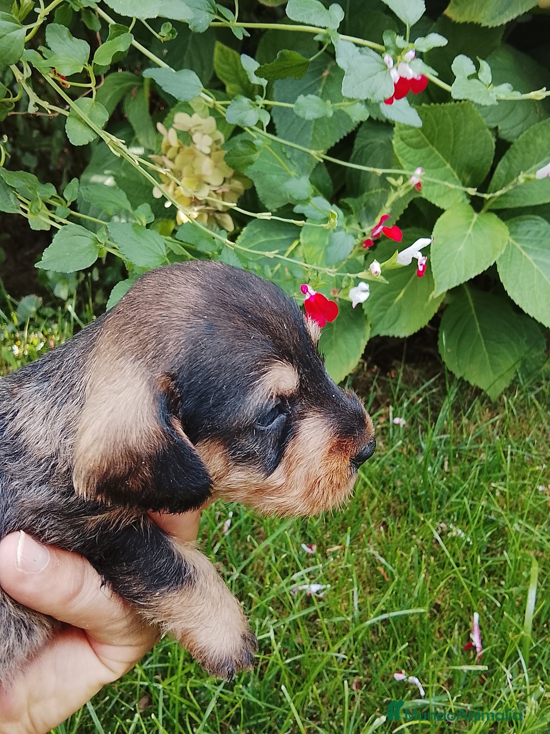 Teckel perros en venta: Teckel de pelo duro. - Imagen 3