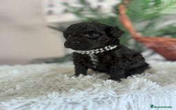 Caniche Toy perros en venta: CANICHE TOY MACHO - Anuncio 13