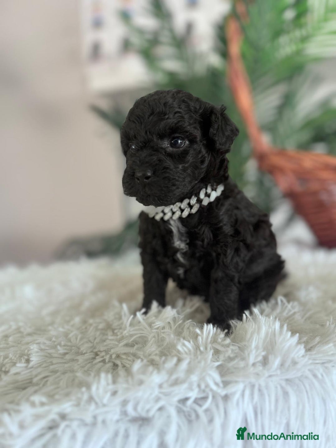 Caniche Toy perros en venta: CANICHE TOY MACHO - Anuncio 13