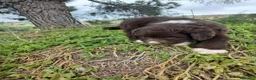Perro de Agua Español perros en venta: 🐾 CACHORROS DE PERRO DE AGUA ESPAÑOL 🐾 - Anuncio 17