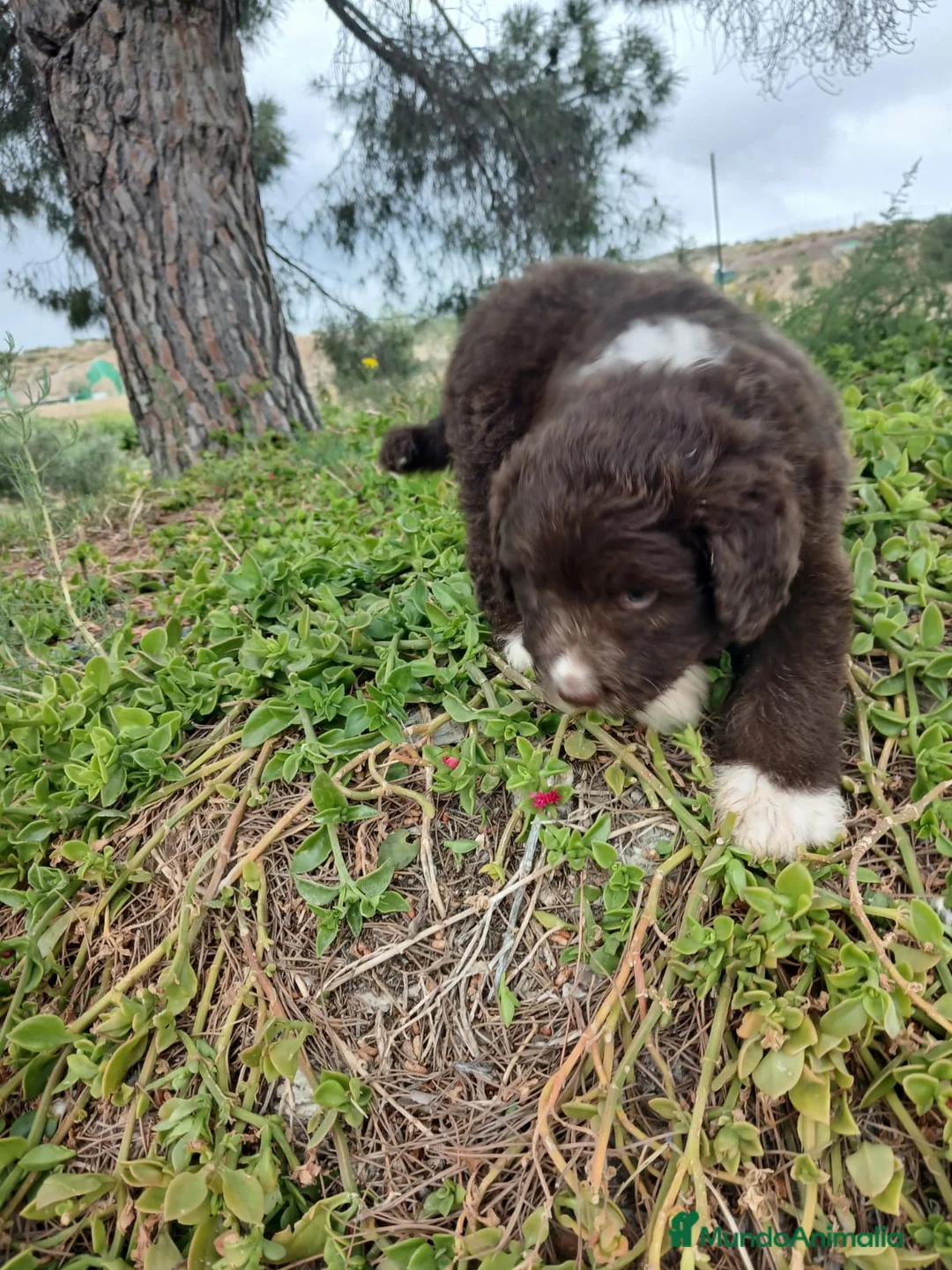 Perro de Agua Español perros en venta: 🐾 CACHORROS DE PERRO DE AGUA ESPAÑOL 🐾 - Anuncio 2
