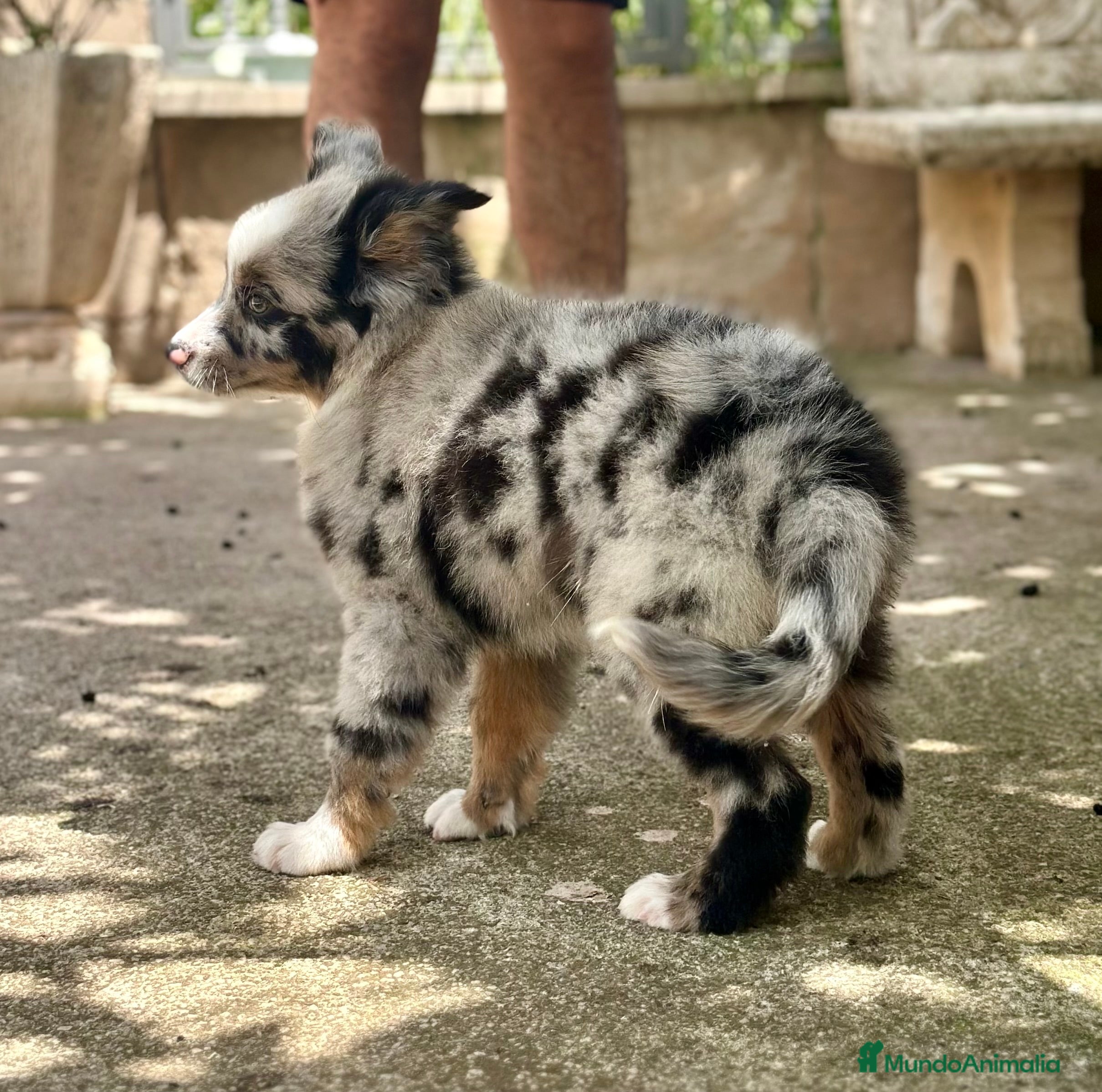 Pastor Australiano perros IMPRESIONANTE AUSSIE MINI MERLE - Anuncio 2