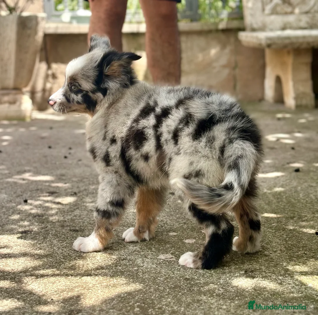 Pastor Australiano perros en venta: IMPRESIONANTE AUSSIE MINI MERLE - Anuncio 2