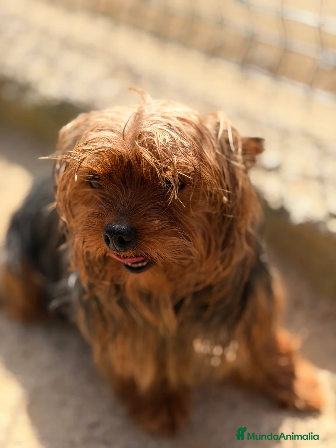 Yorkshire Terrier perros en venta: Yorkshire mini ADOPCIÓN  - Anuncio 3