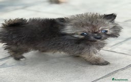 Pomerania perros en venta: Poo pomerania MICRO TOY  - Imagen 13