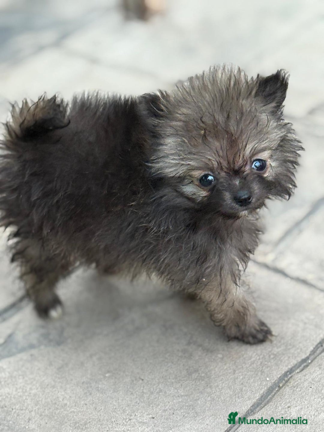Pomerania perros en venta: Poo pomerania MICRO TOY  - Imagen 13