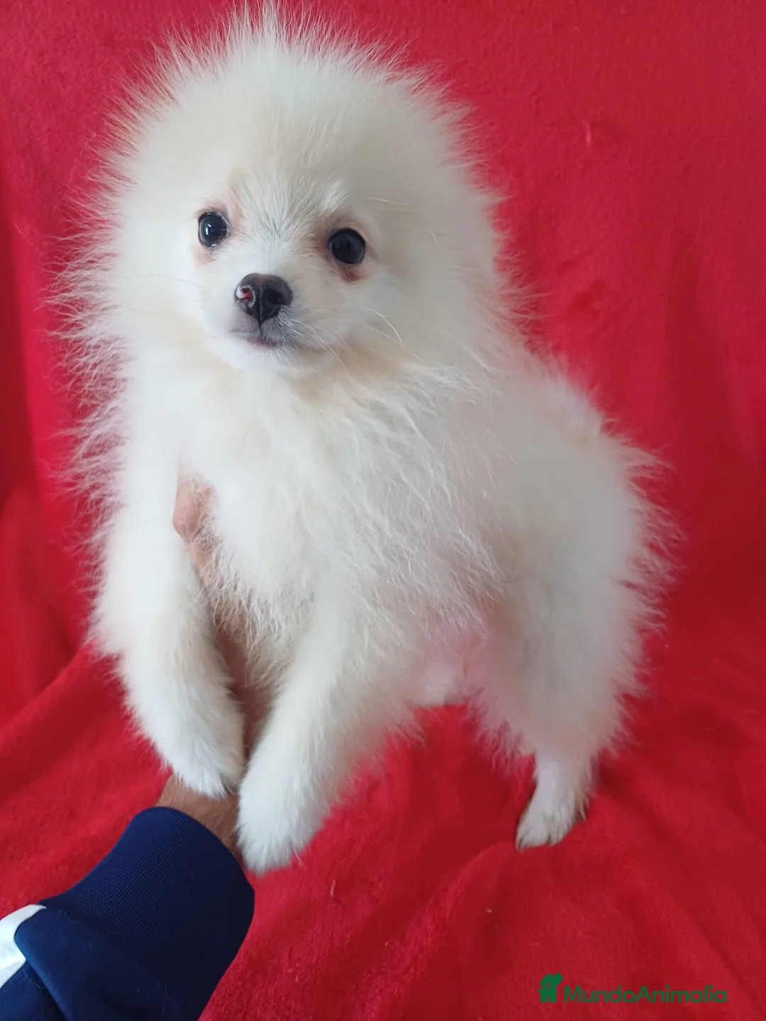 Pomerania perros en venta: Pomerania Standar  - Anuncio 1