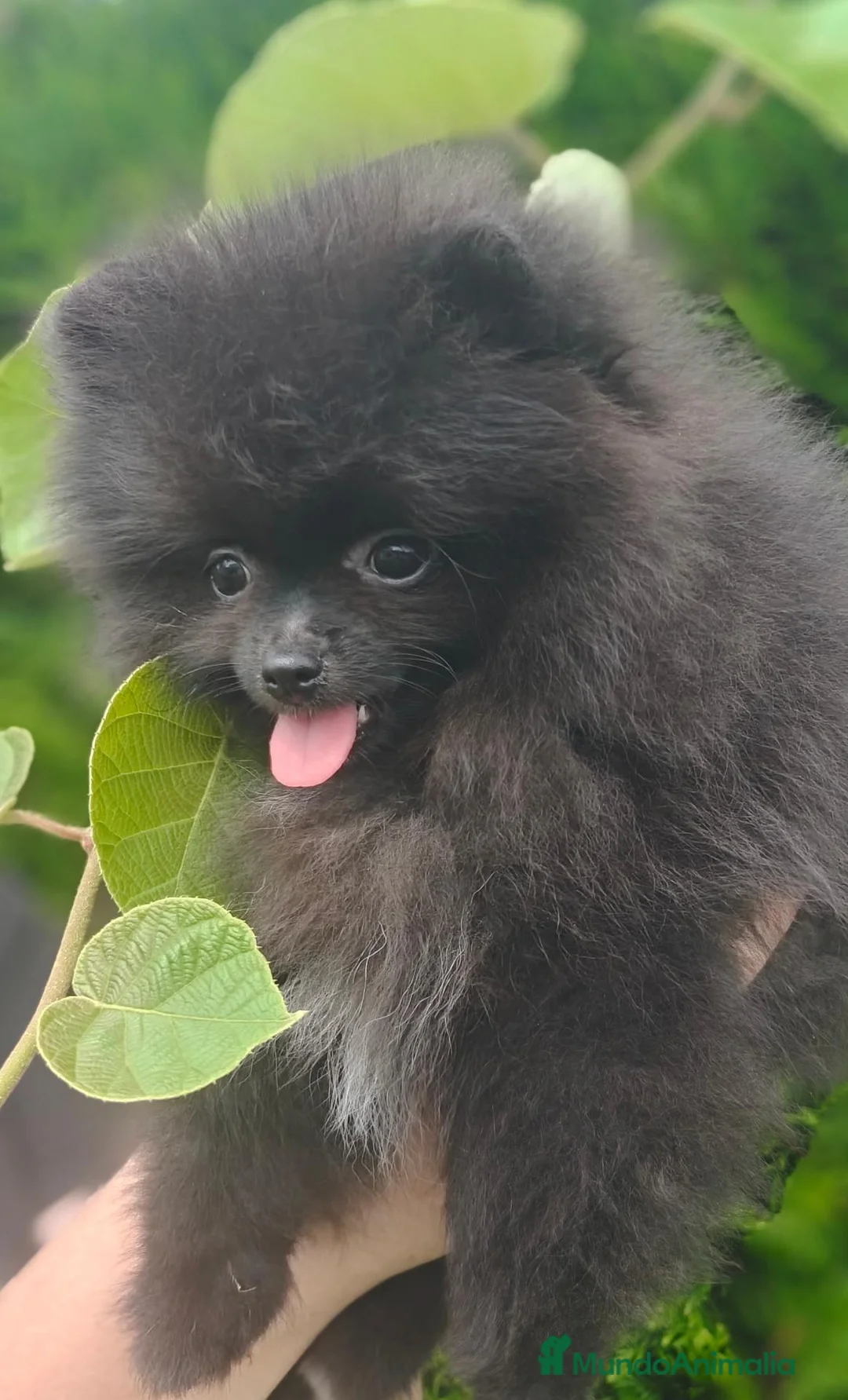Pomerania perros en venta: Pomerania super toy - Anuncio 2