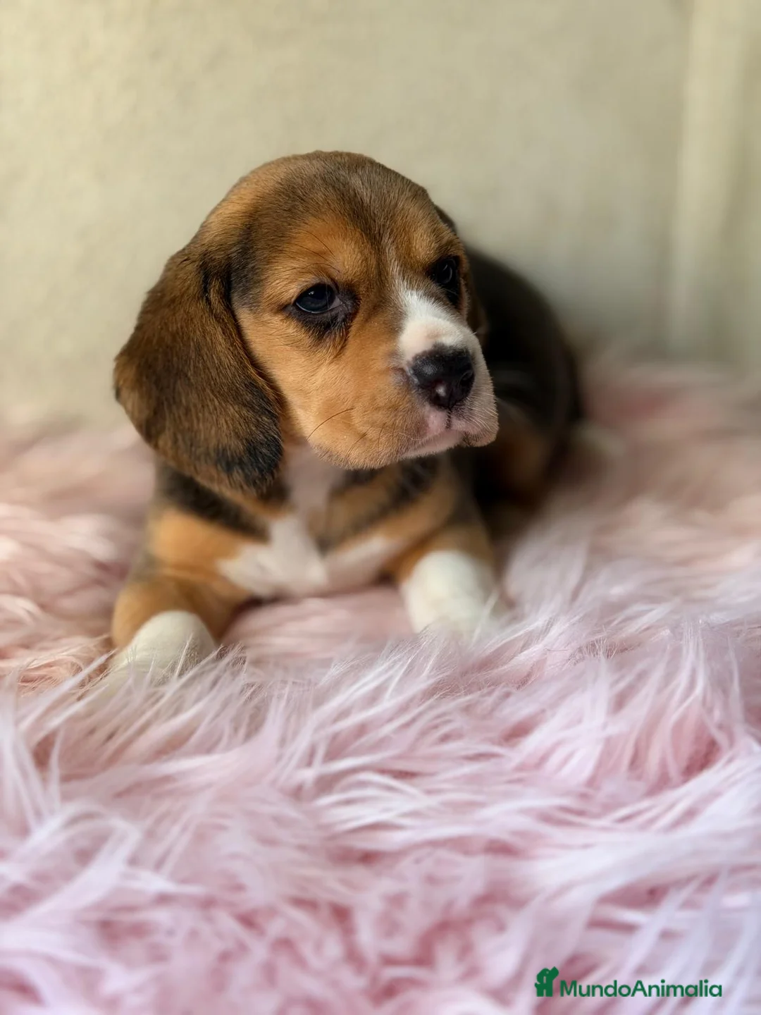 Beagle perros en venta: BEAGLE TRICOLOR  - Anuncio 1