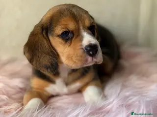 Beagle perros BEAGLE TRICOLOR - Anuncio 2