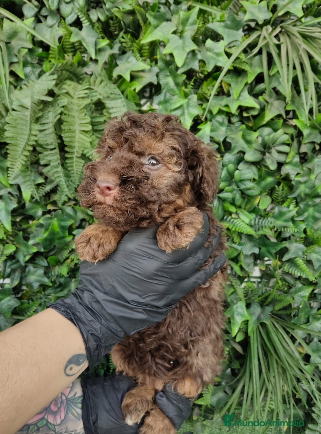 Perro de Agua Español perros en venta: CAMADA PERRO DE AGUA ESPAÑOL DISPONIBLE  - Anuncio 3