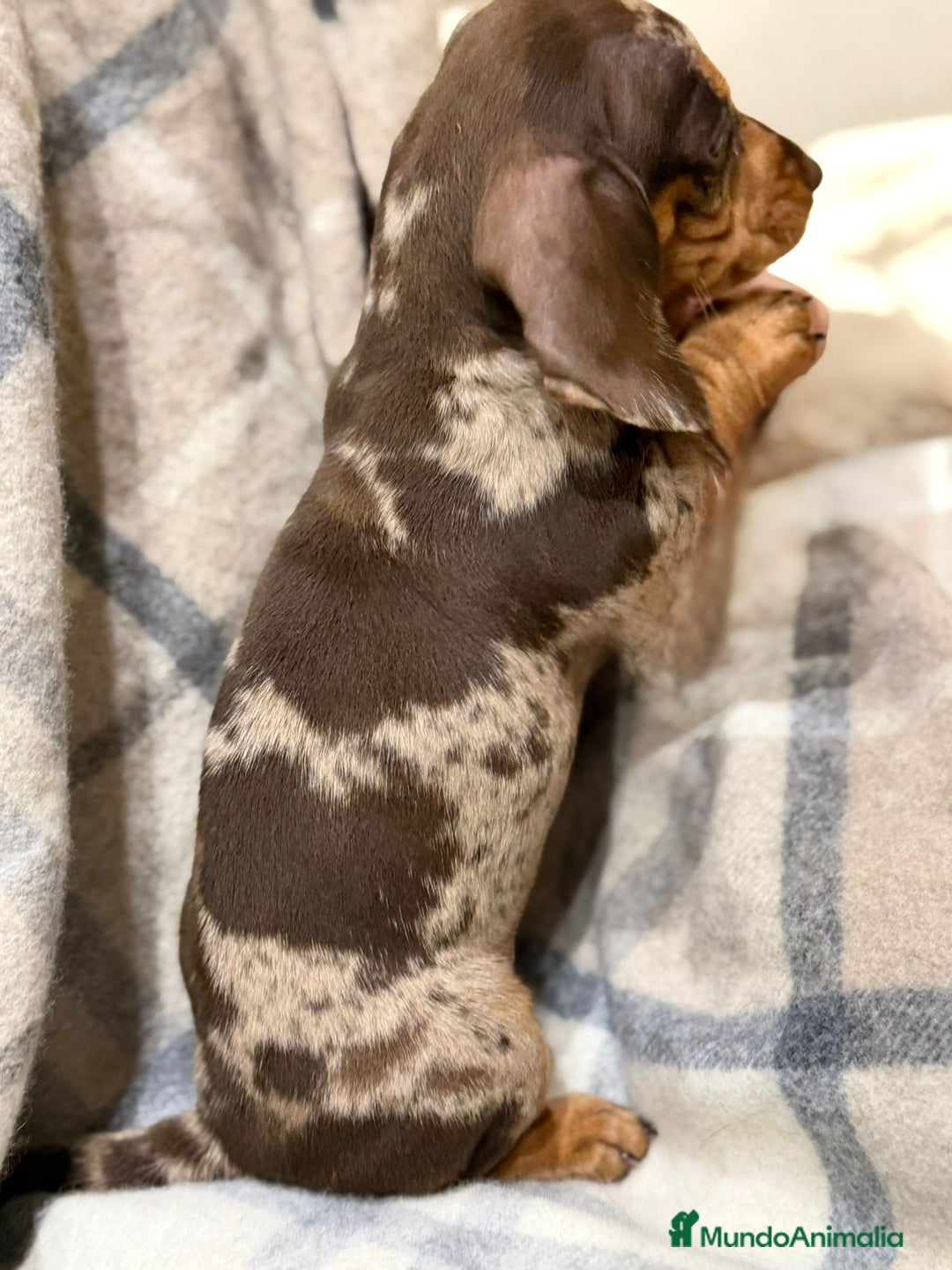 Teckel Miniatura perros en venta: Teckel mini criados en casa MADRID  - Anuncio 2