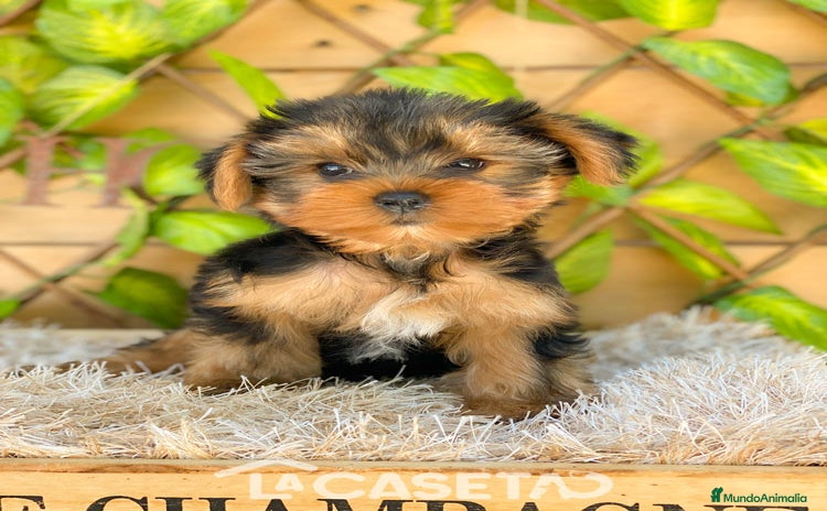 Yorkshire Terrier perros - Propaganda 1