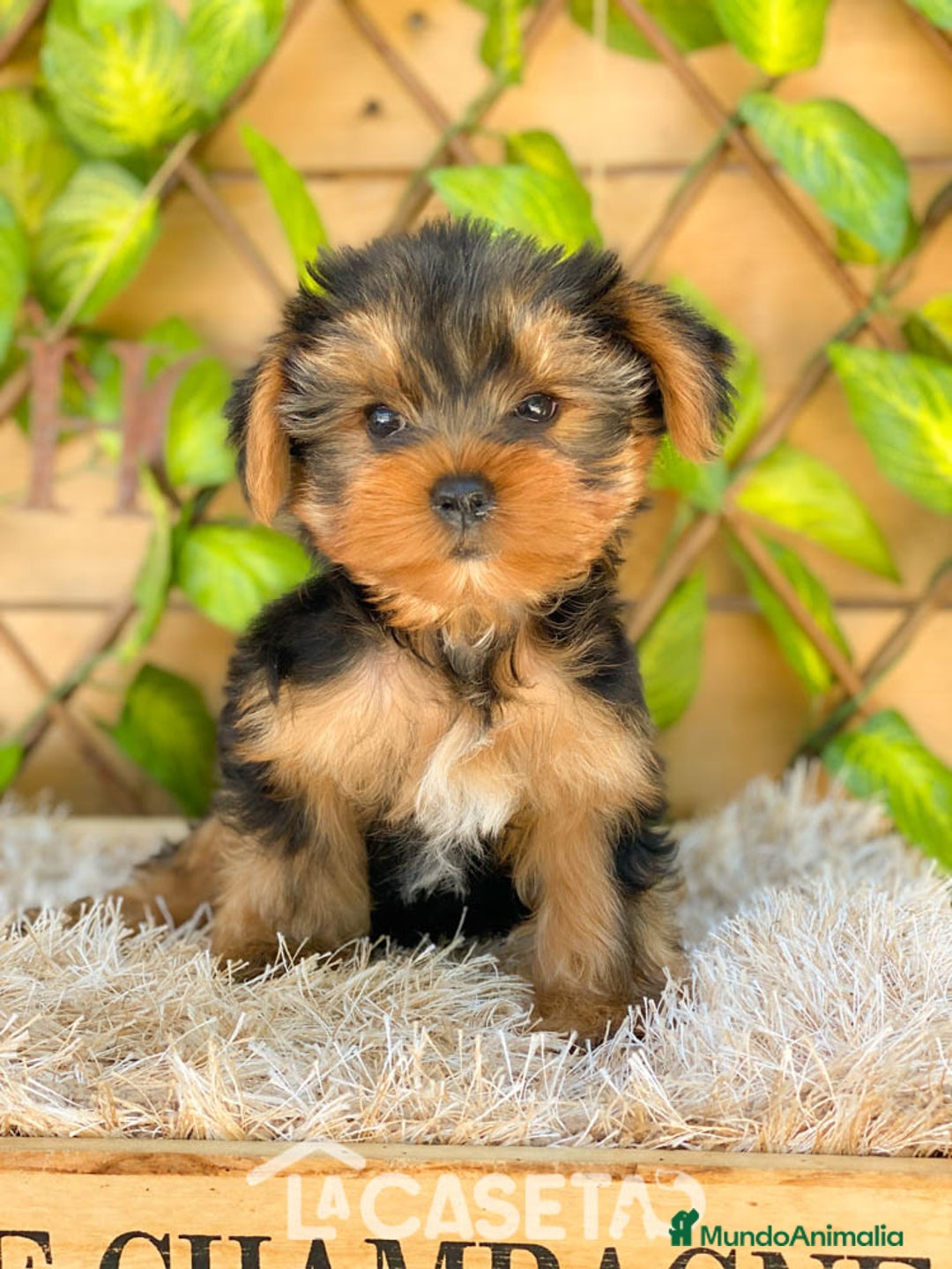 Yorkshire Terrier perros en venta: Camada de Rea - Imagen 1