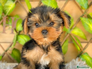 Yorkshire Terrier perros - Anuncio 12