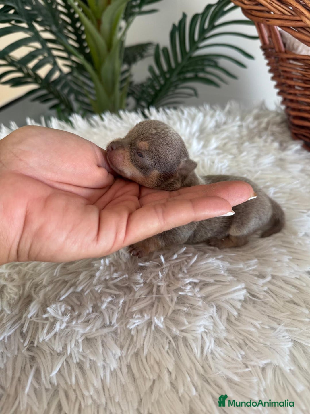 Chihuahua perros en venta: CHIHUAHUA LILAC AND TAN MACHO - Imagen 3