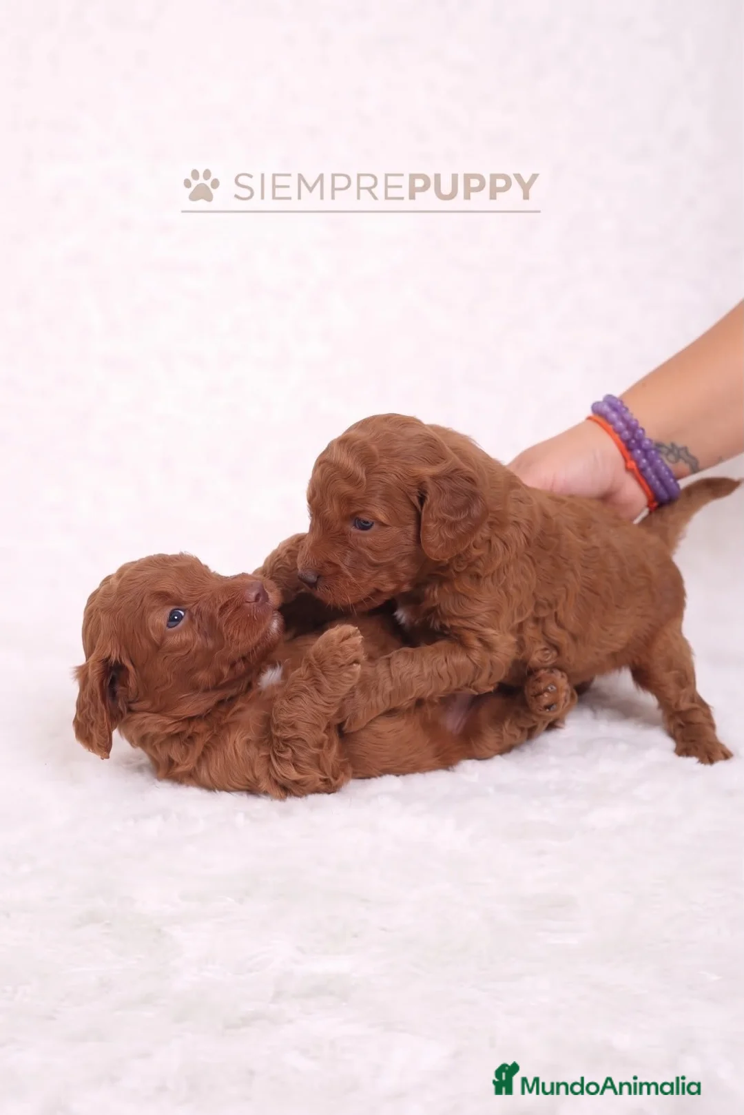 Caniche Toy perros en venta: CANICHE TOY ROJO PIMENTÓN - Anuncio 2