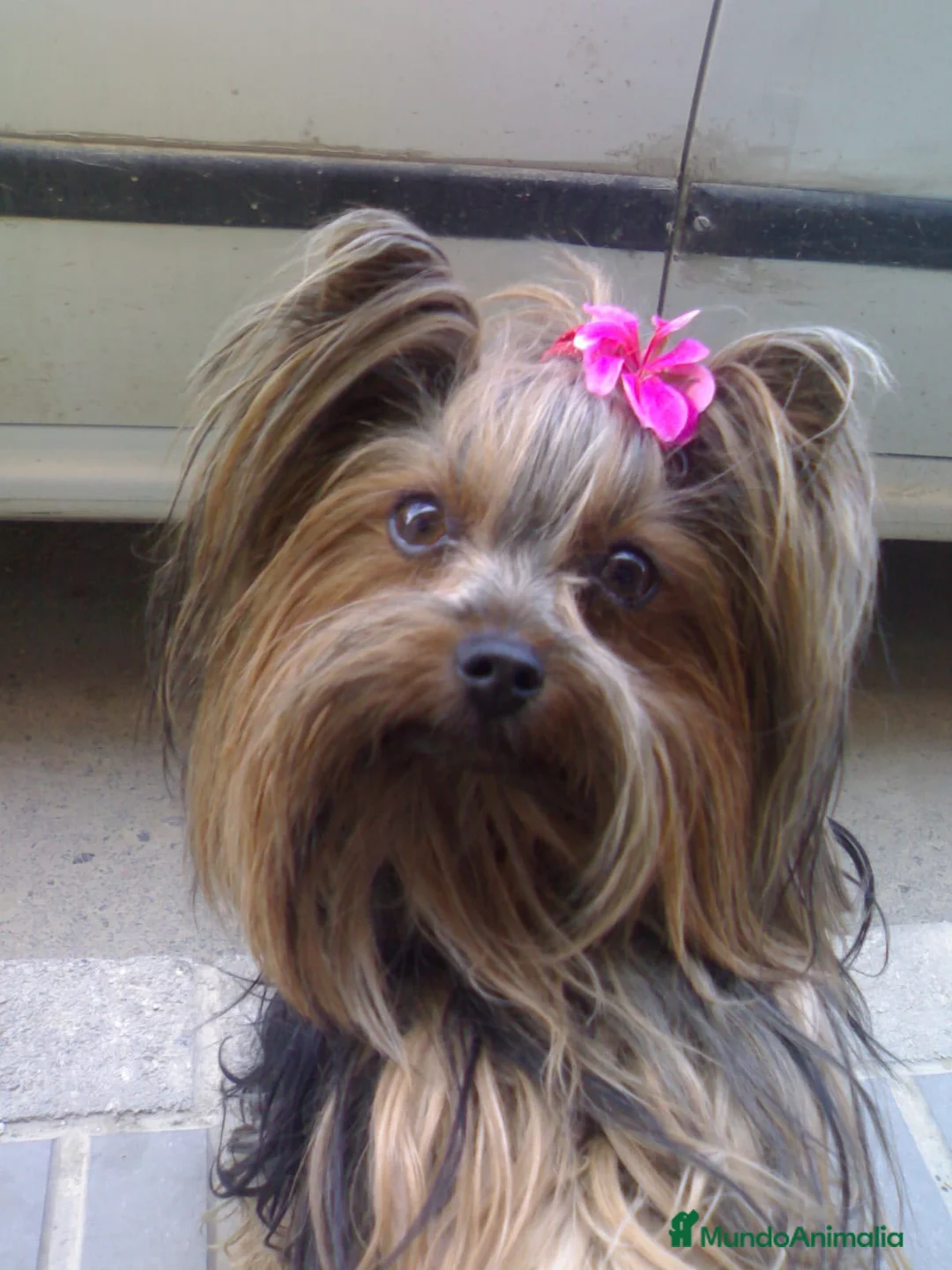 Yorkshire Terrier perros en venta: YORKSHIRE MINI  - Anuncio 5