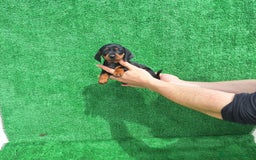 Teckel Miniatura perros en venta: TECKEL KANINCHEN MINIATURA  - Imagen 1