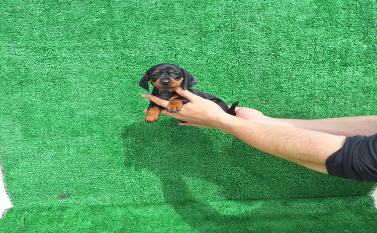 Teckel Miniatura perros - Anuncio 1