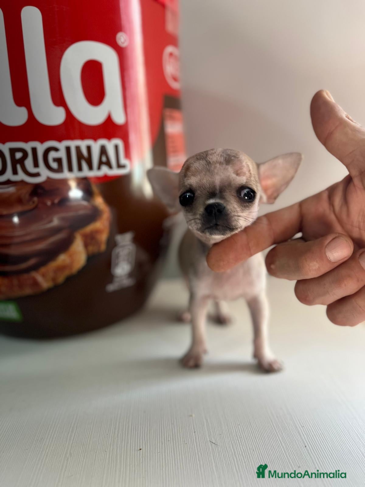 Chihuahua perros Chihuahuas miniatura  - Anuncio 1