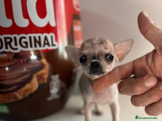 Chihuahua perros en Alicante - Anuncio 15