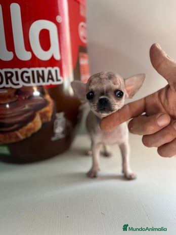 Chihuahua perros en Alicante - Anuncio 12