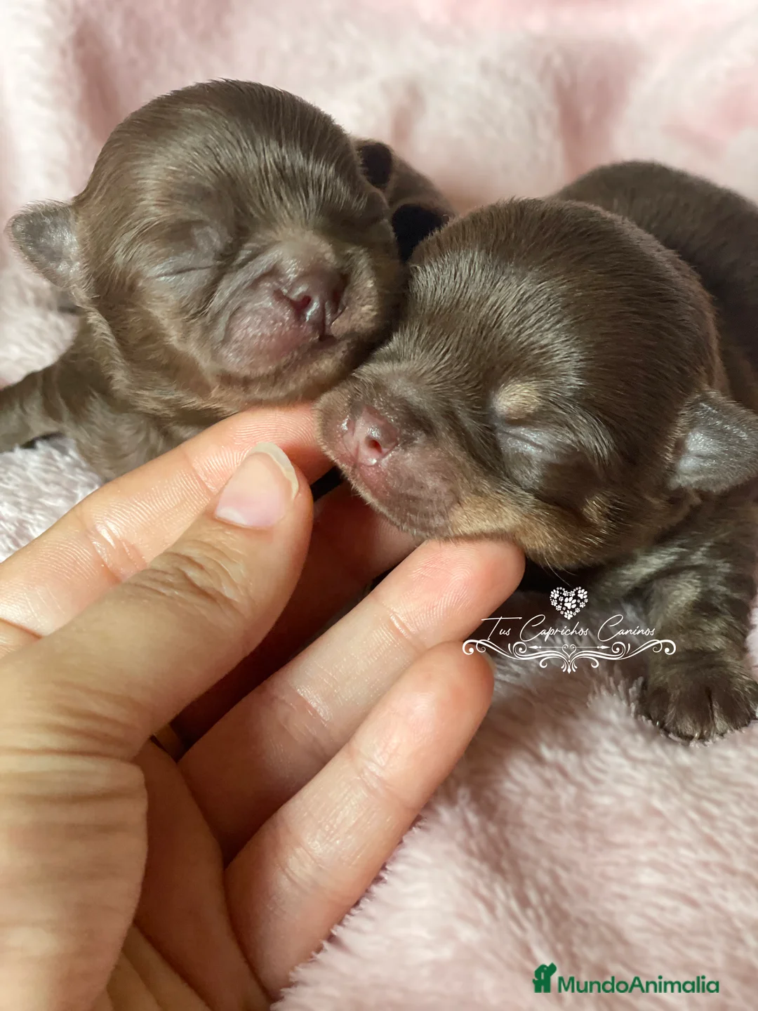 Chihuahua perros en venta: Chihuahua macho tricolor chocolate en Cantabria - Anuncio 2