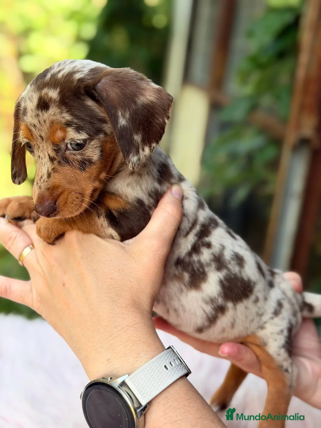Teckel Miniatura perros en venta: Teckel Arlequin chocolate  - Anuncio 2