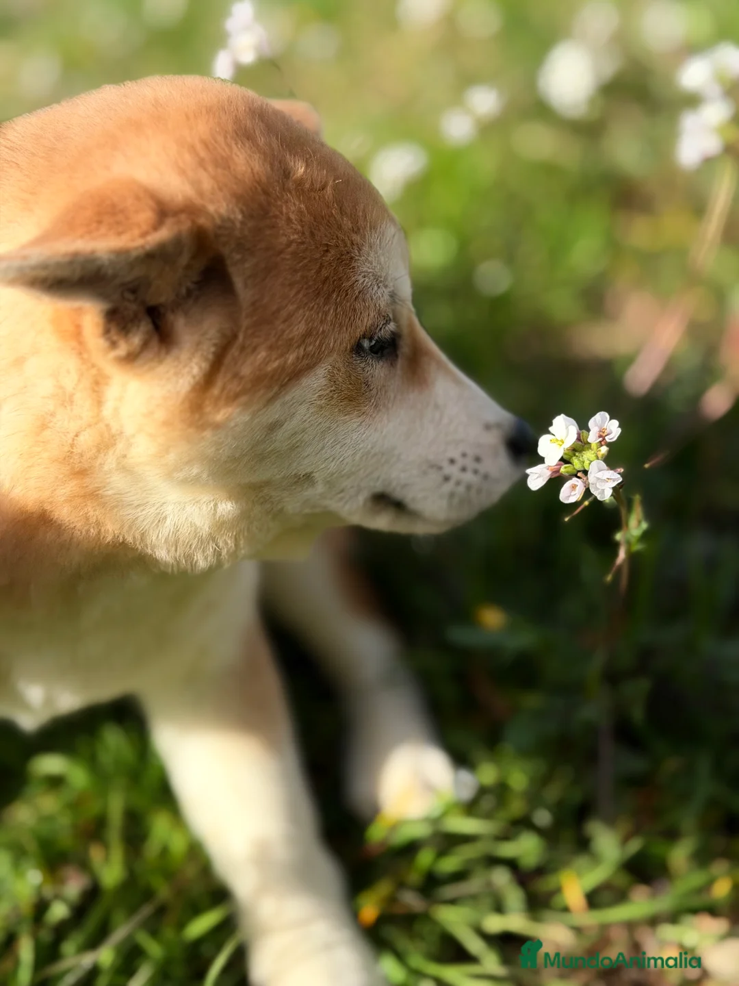 Shiba Inu perros en venta: Shiba hembra  - Anuncio 7