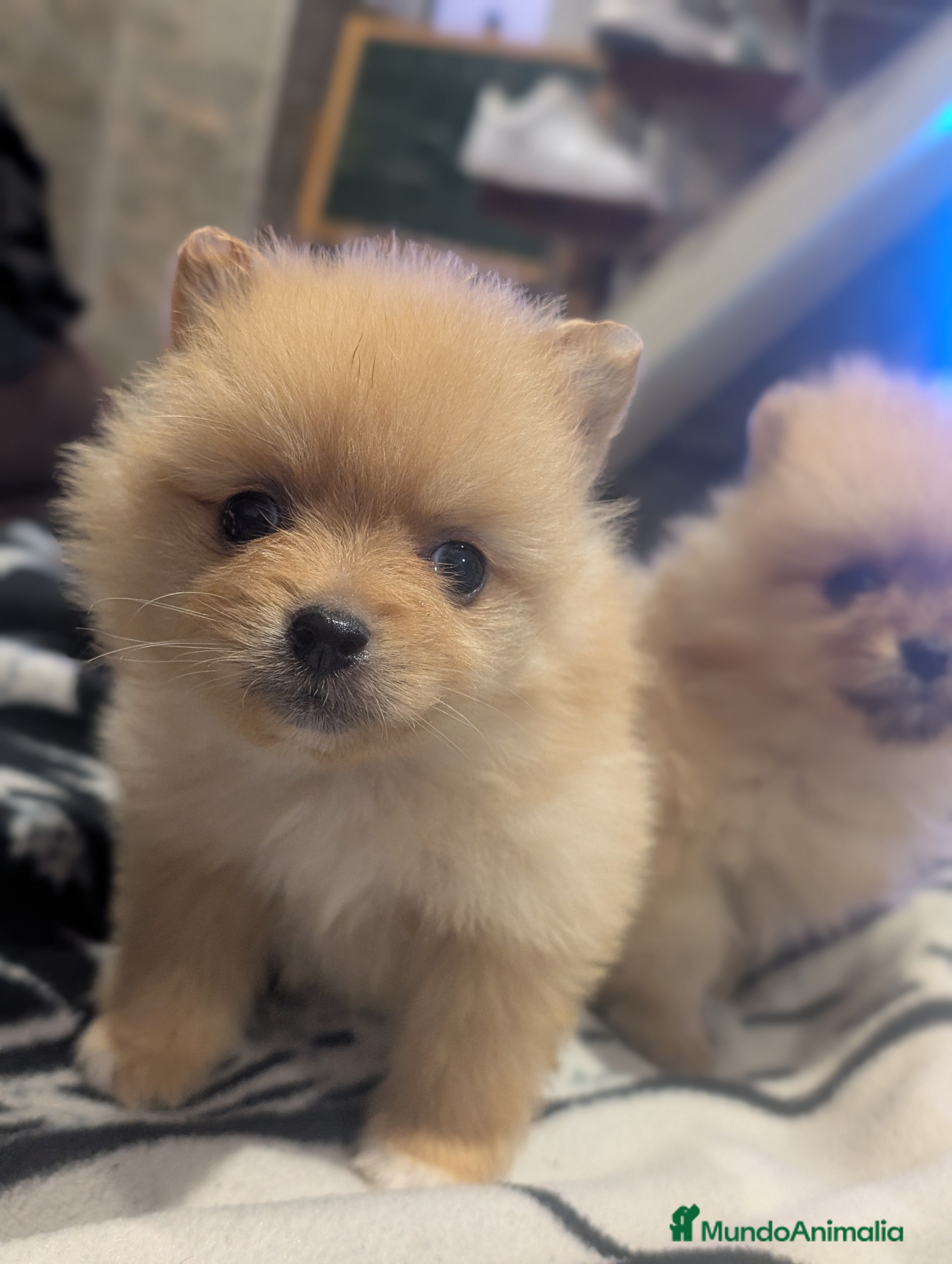 Spitz pequeño - Kleinspitz perros Cachorros de Kleinspitz  - Anuncio 2