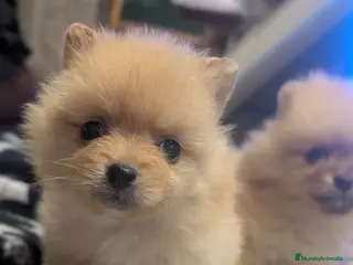 Spitz pequeño - Kleinspitz perros Cachorros de Kleinspitz - Anuncio 1
