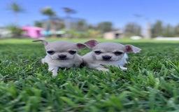 Chihuahua perros en venta: CHIHUAHUA MACHO - Imagen 10