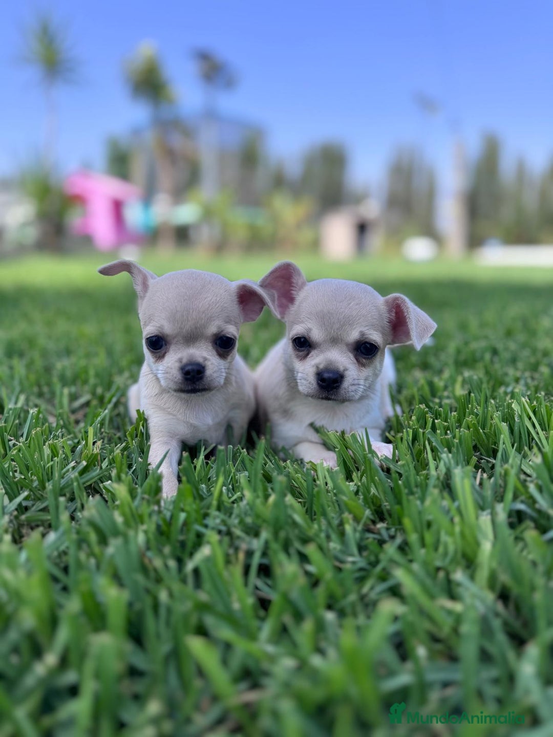 Chihuahua perros en venta: CHIHUAHUA MACHO - Imagen 10