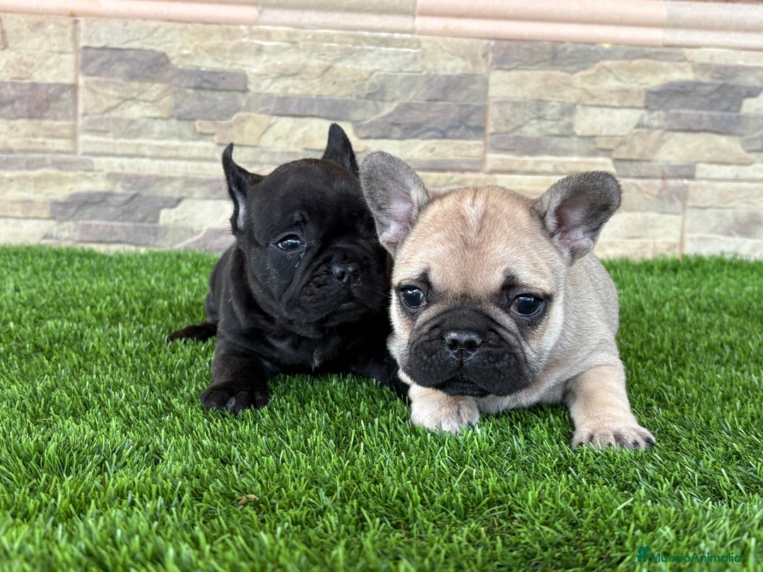 Bulldog Francés perros en venta: Bulldog francés . - Anuncio 3