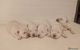 West Highland White Terrier perros en venta: Westhy  - Imagen 1