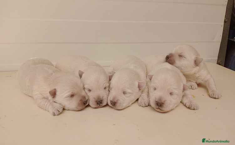 West Highland White Terrier perros - Anuncio 1