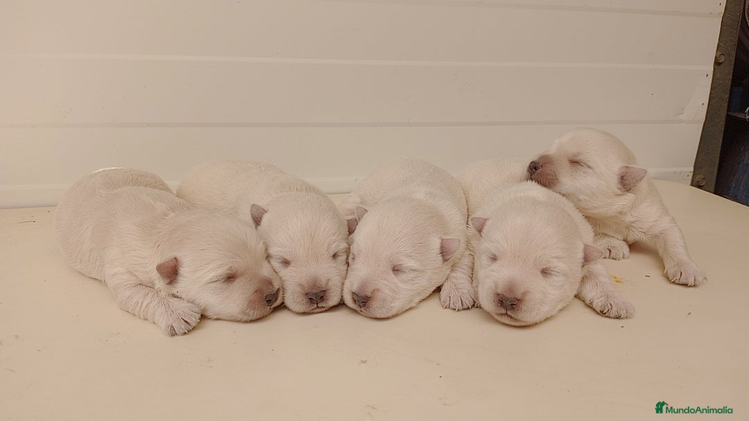 West Highland White Terrier perros en venta: Westhy  - Imagen 1