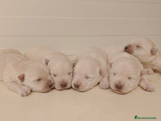 West Highland White Terrier perros - Anuncio 14