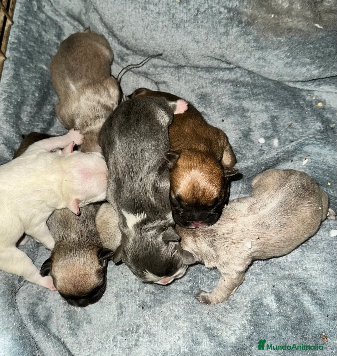 Bulldog Francés perros en venta: Bulldog franced exoticos PARA MARZO - Anuncio 1
