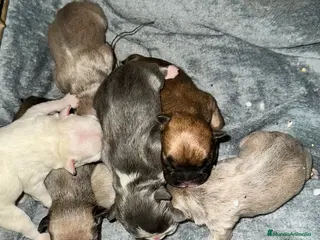 Bulldog Francés perros Bulldog franced exoticos PARA MARZO - Anuncio 1