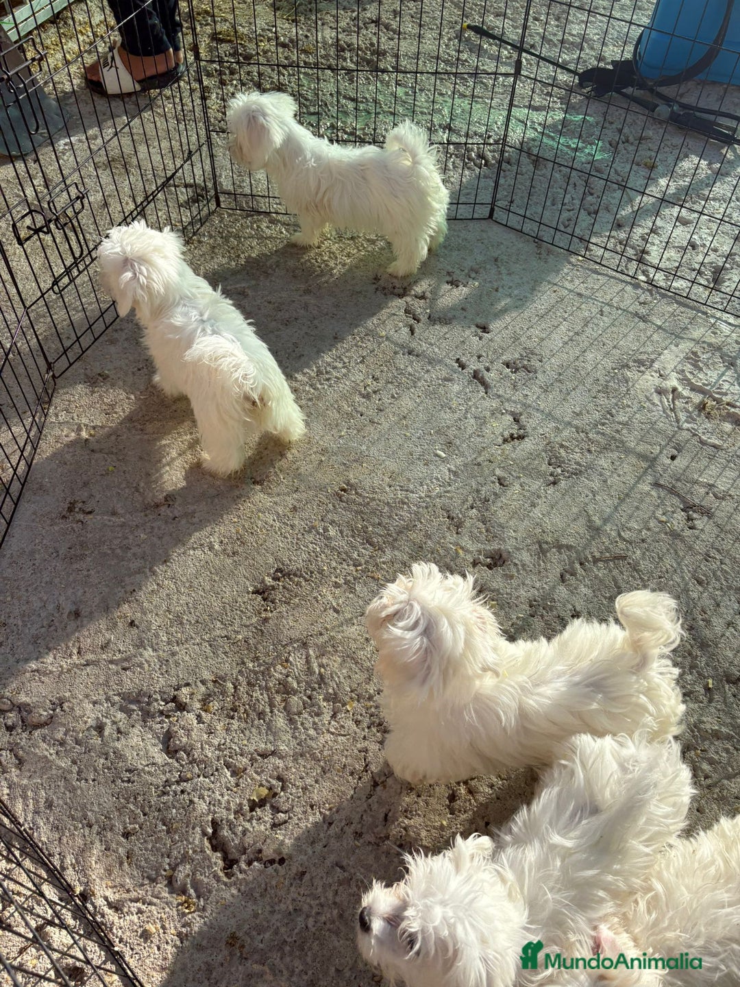 Bichón Maltés perros en venta: Bichón maltés toy  - Imagen 2