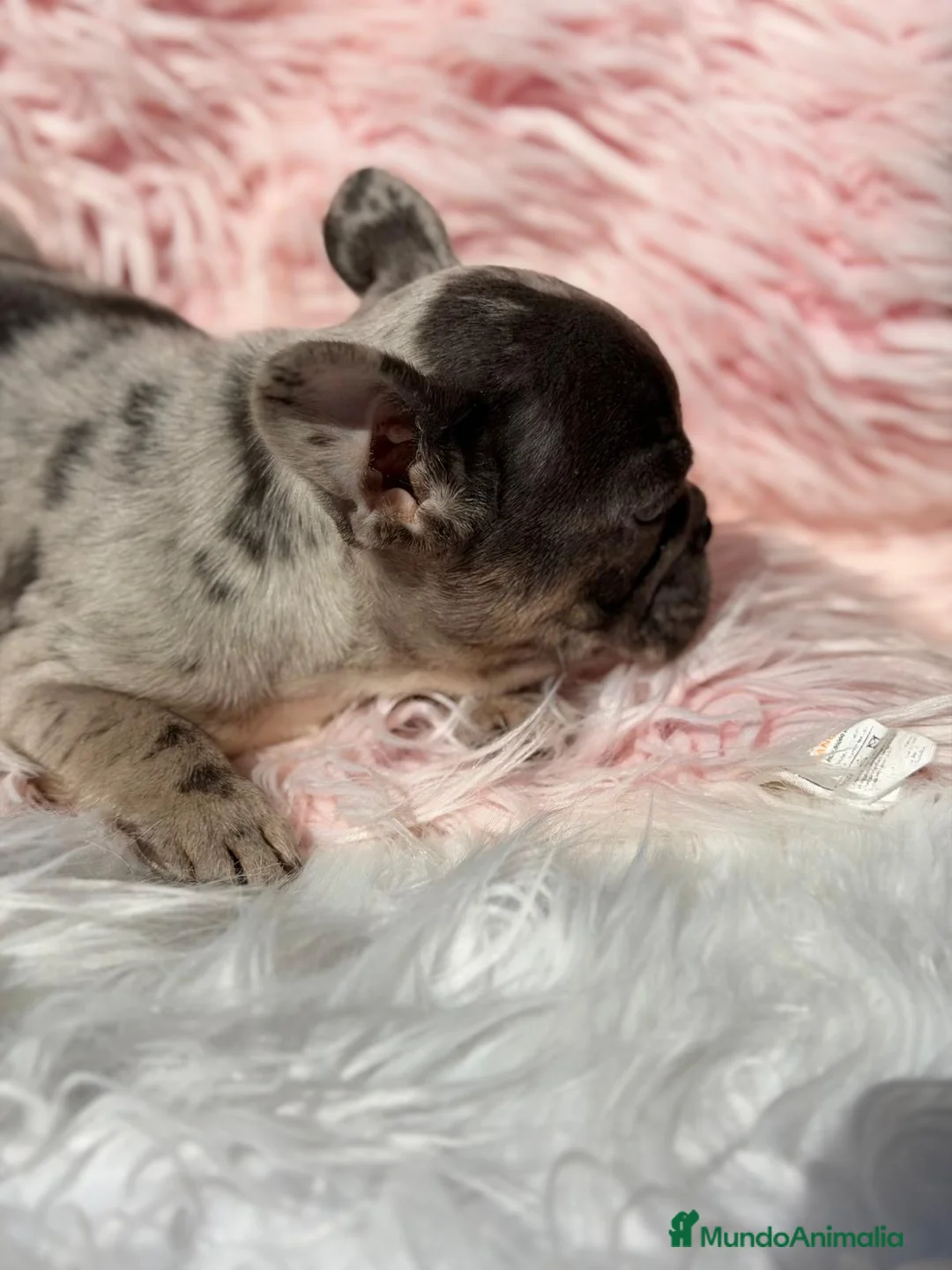 Bulldog Francés perros en venta: Bulldog frances hembra blue merle - Anuncio 5