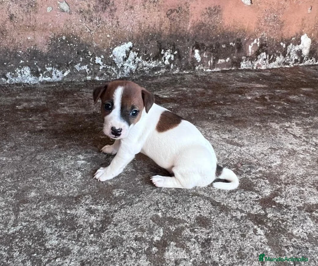 Jack Russell Terrier perros en venta: Cachorros de jack russell  - Anuncio 2