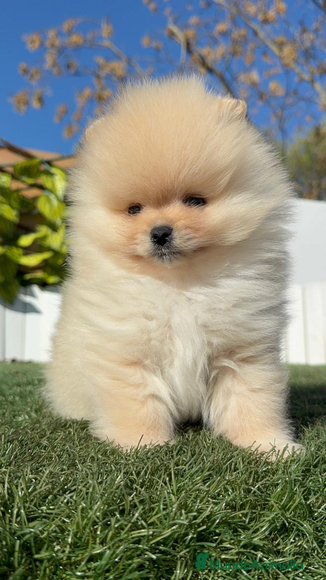 Pomerania perros en venta: POMERANIA CARA DE OSITO - Anuncio 7
