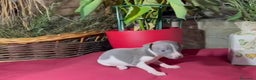 Whippet perros en venta: Whippet blue y Verdino  - Anuncio 7